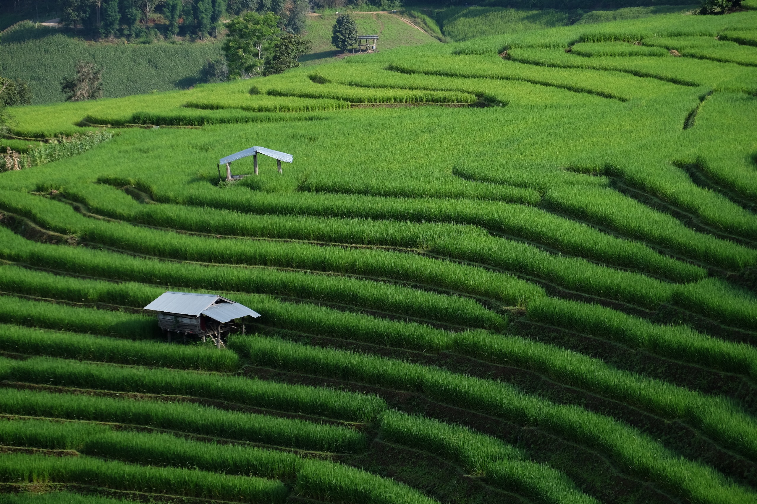 Séjour à Ban Pa Pong Pieng dans les plus belles rizières en terrasse de  Thaïlande - Sawadiscovery