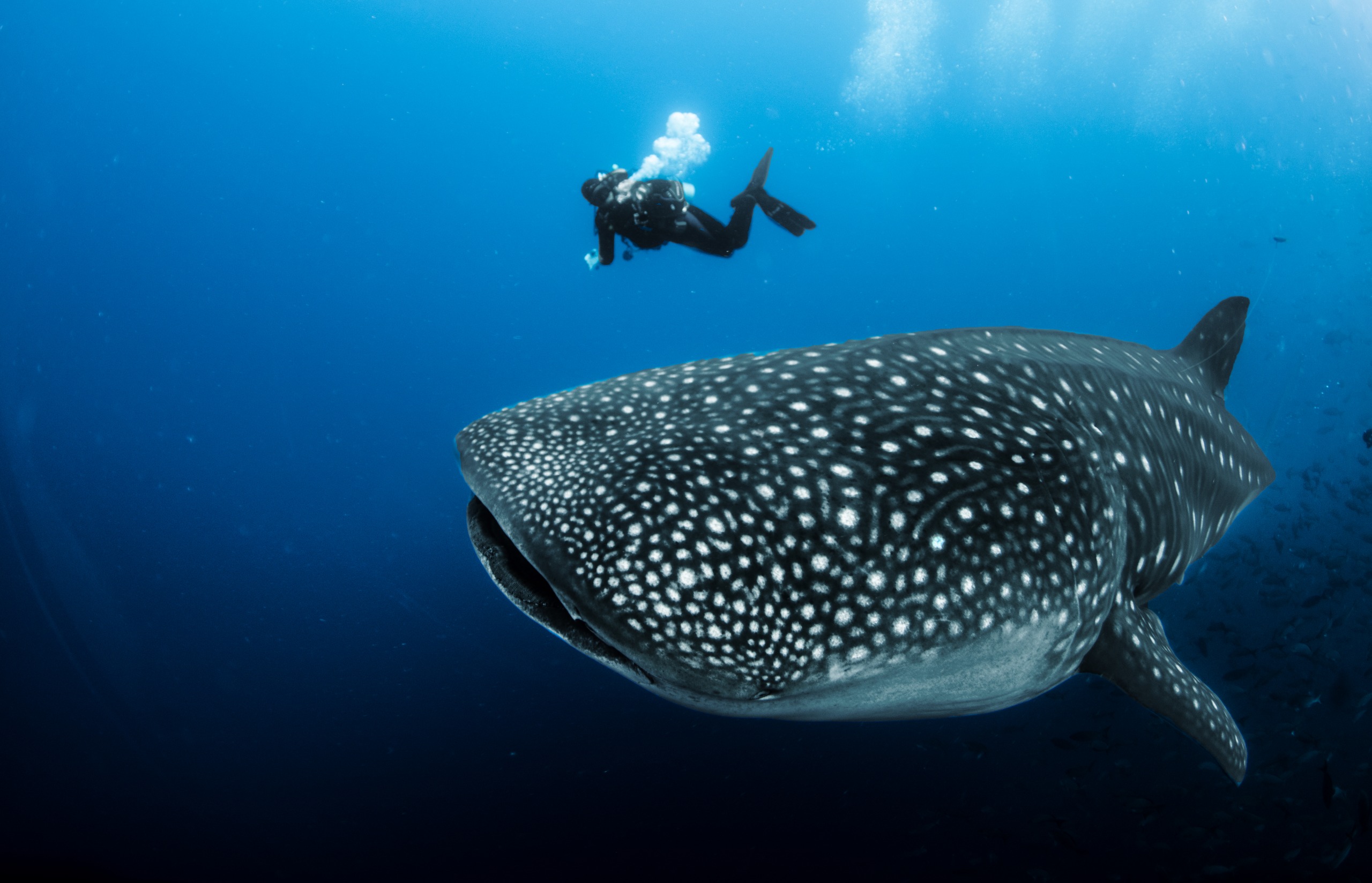 Les Meilleurs Spots De Plong E Pour Voir Les Requins Baleines En