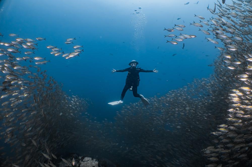 Quels sont les meilleurs sites de plongée à Koh Tao ?